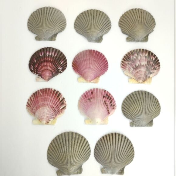 Calico Scallops Lot of 11 Seal Sprayed Clearwater Beach Florida - Picture 1 of 16